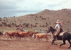 Roping a Yearling